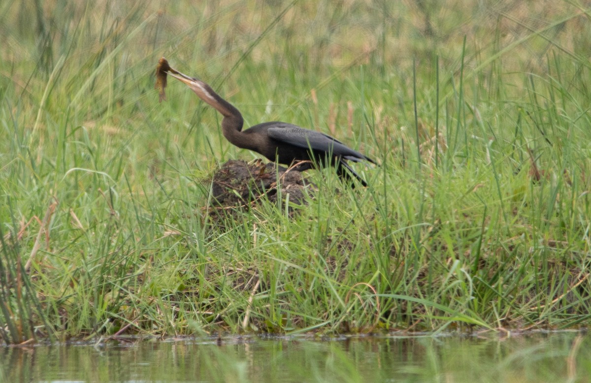 African Darter - ML644520483