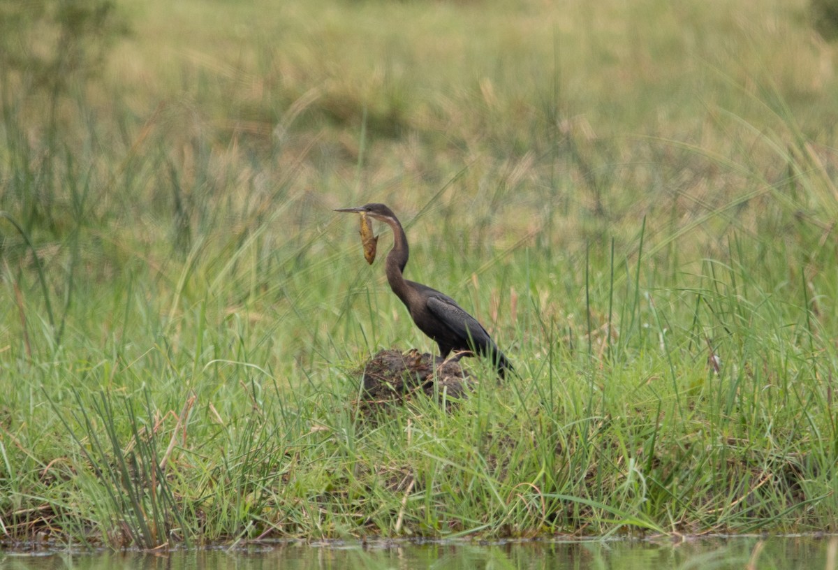 African Darter - ML644520484