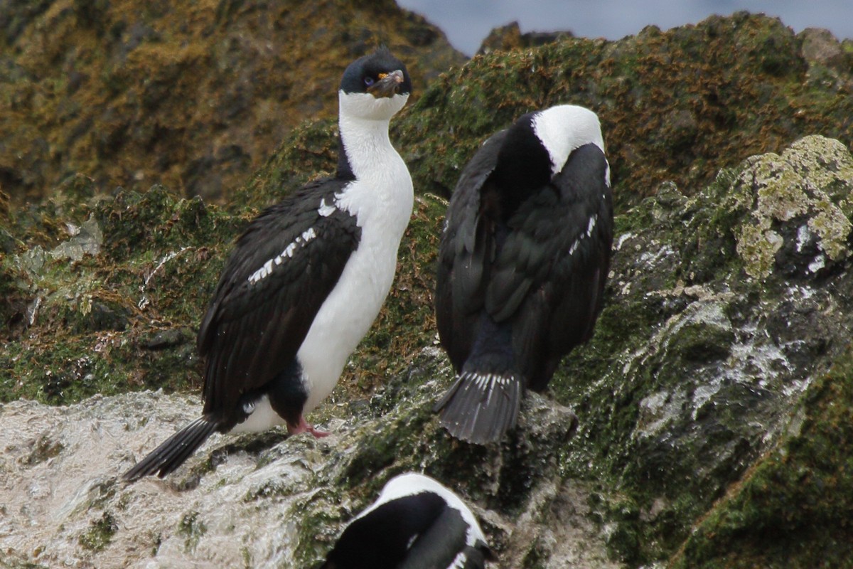 Imperial Cormorant (Macquarie) - ML644520485