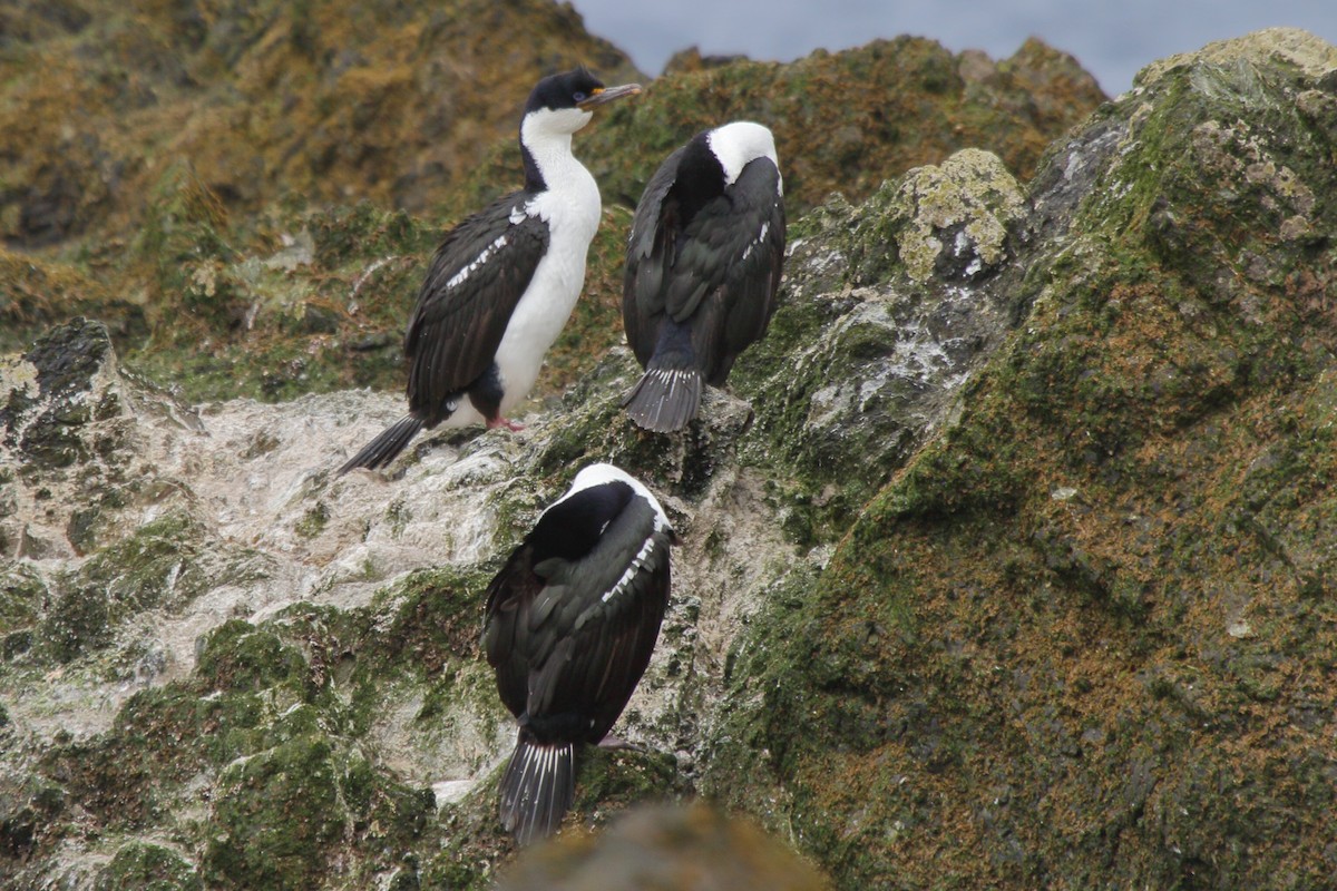 Imperial Cormorant (Macquarie) - ML644520486