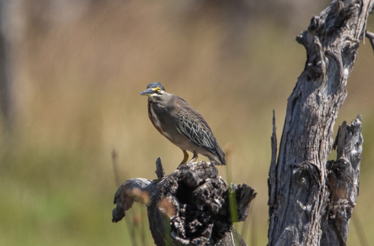 Little Heron - ML644520493