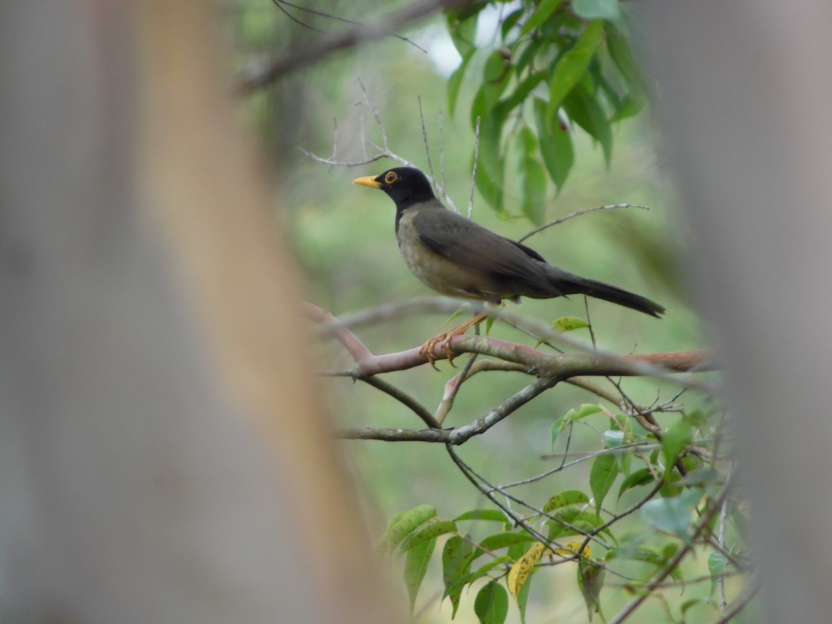 Black-hooded Thrush - ML644520501