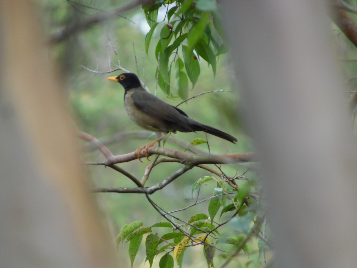 Black-hooded Thrush - ML644520502