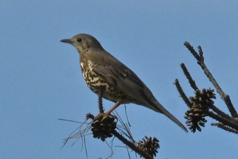 ヤドリギツグミ - ML644520516