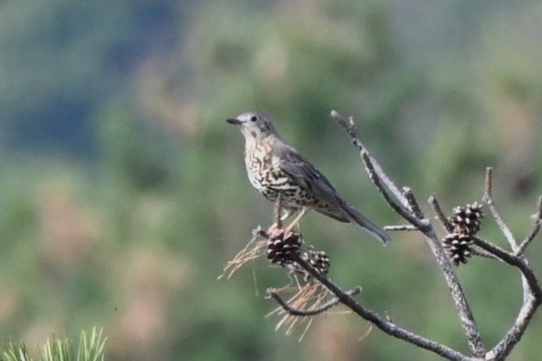 ヤドリギツグミ - ML644520517