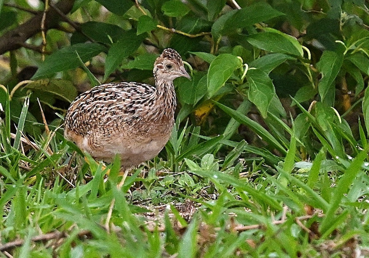 White-bellied Nothura - ML644520518
