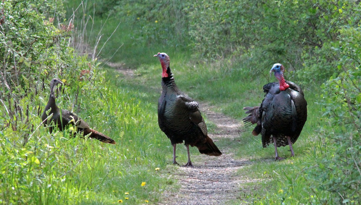 Truthuhn - ML644520530