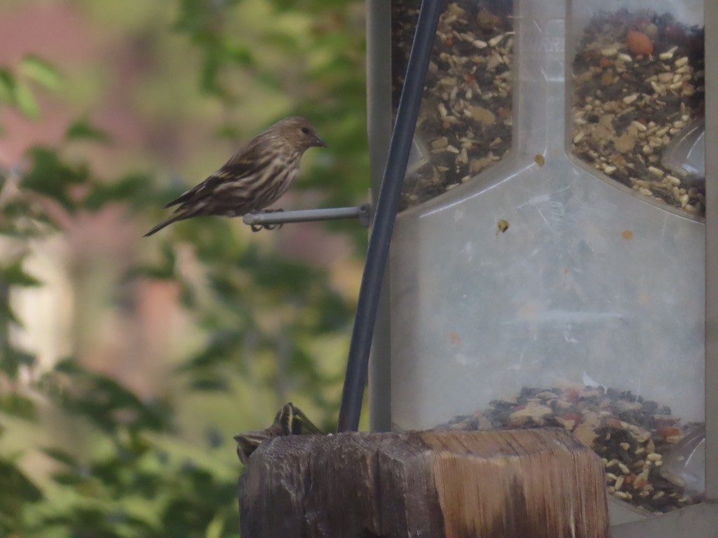 Pine Siskin - ML644520534