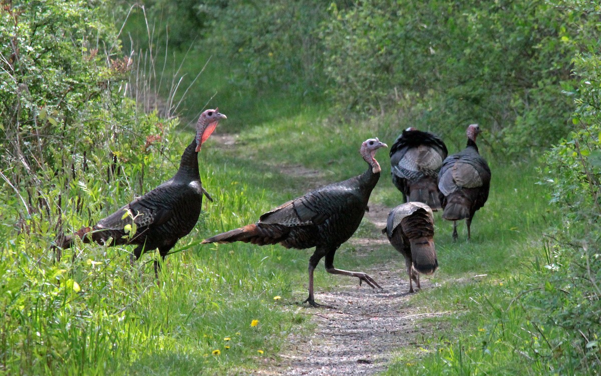 Truthuhn - ML644520535