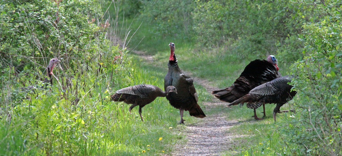 Truthuhn - ML644520536