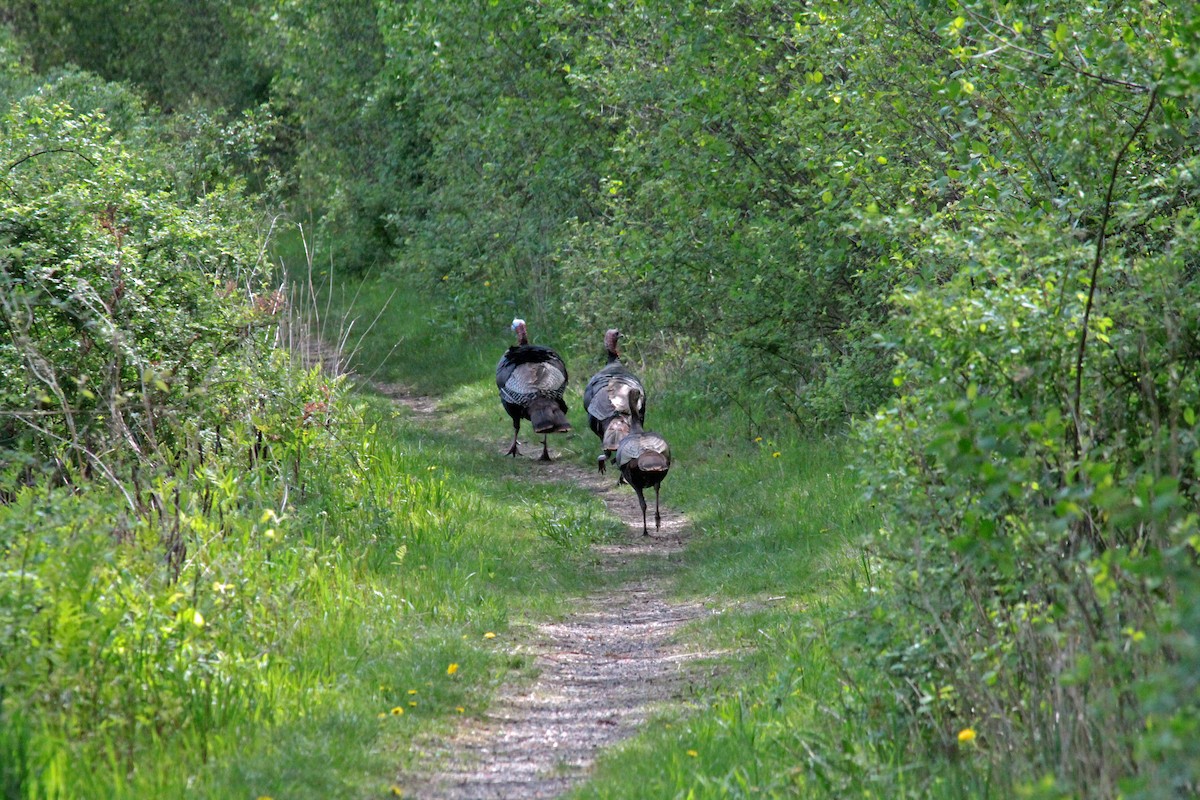 Truthuhn - ML644520537