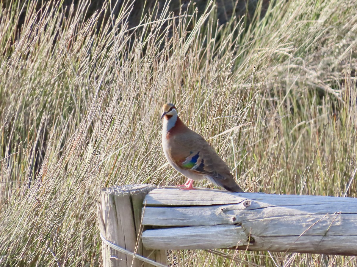 holub pestrokřídlý - ML644520545