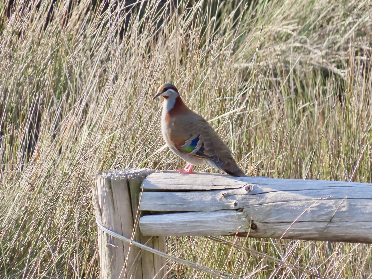 holub pestrokřídlý - ML644520546