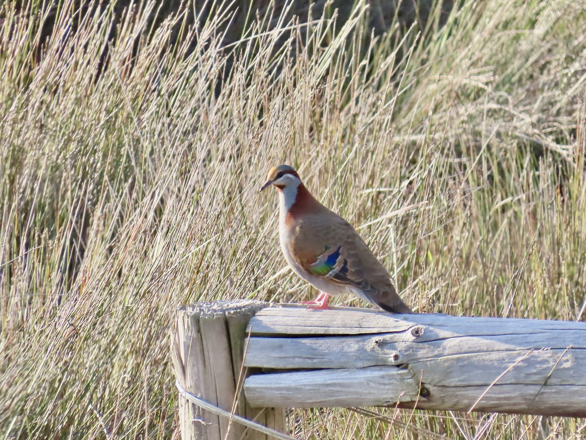 holub pestrokřídlý - ML644520547