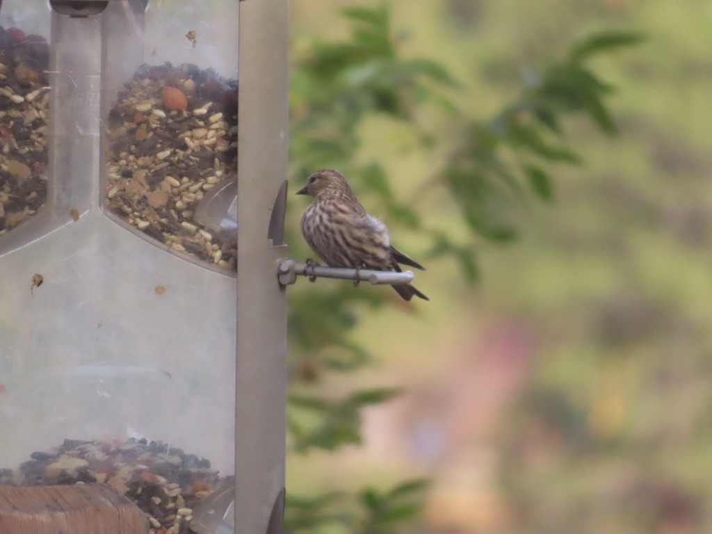 Pine Siskin - ML644520552