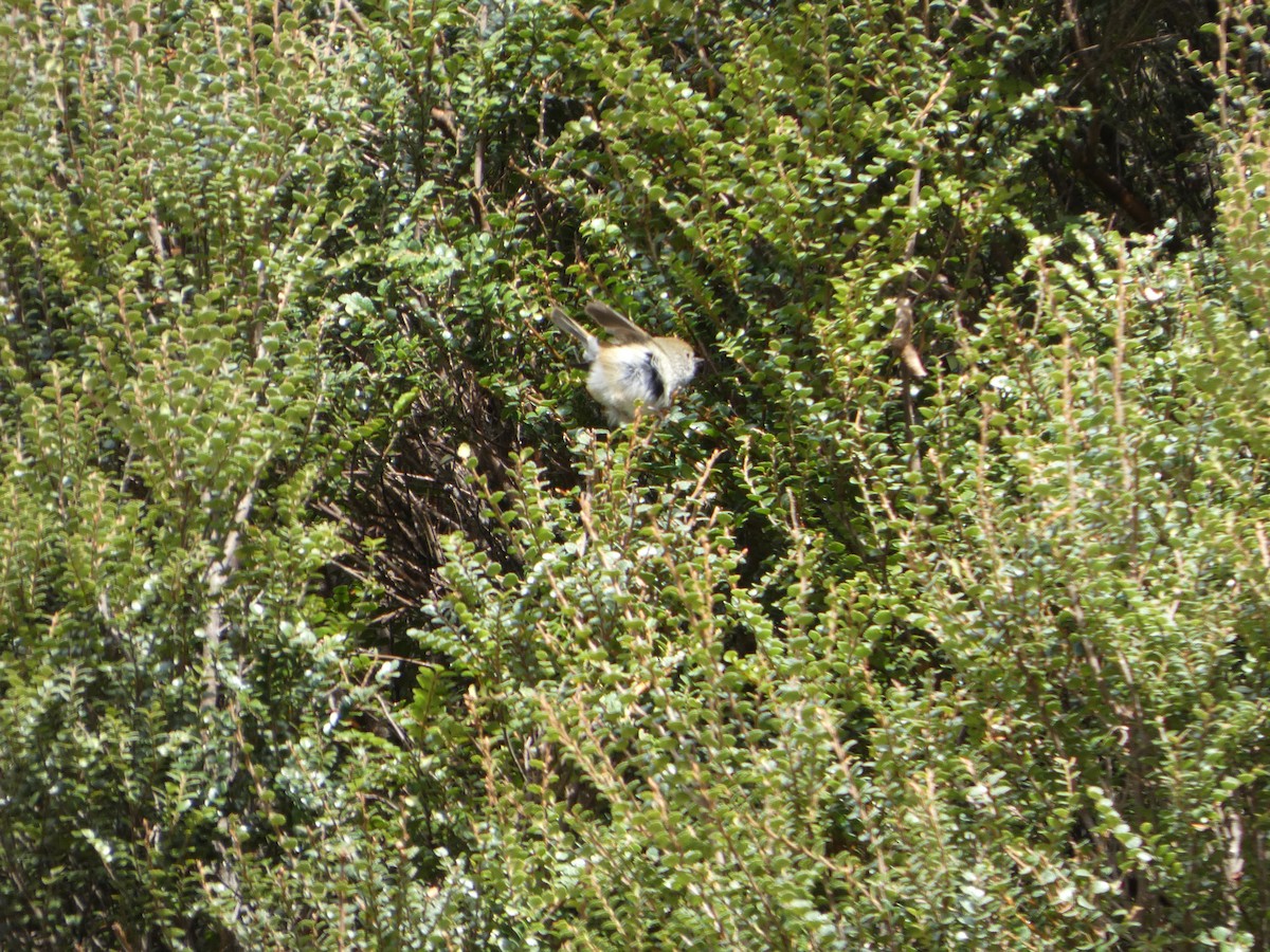 Tasmandornschnabel - ML644520553