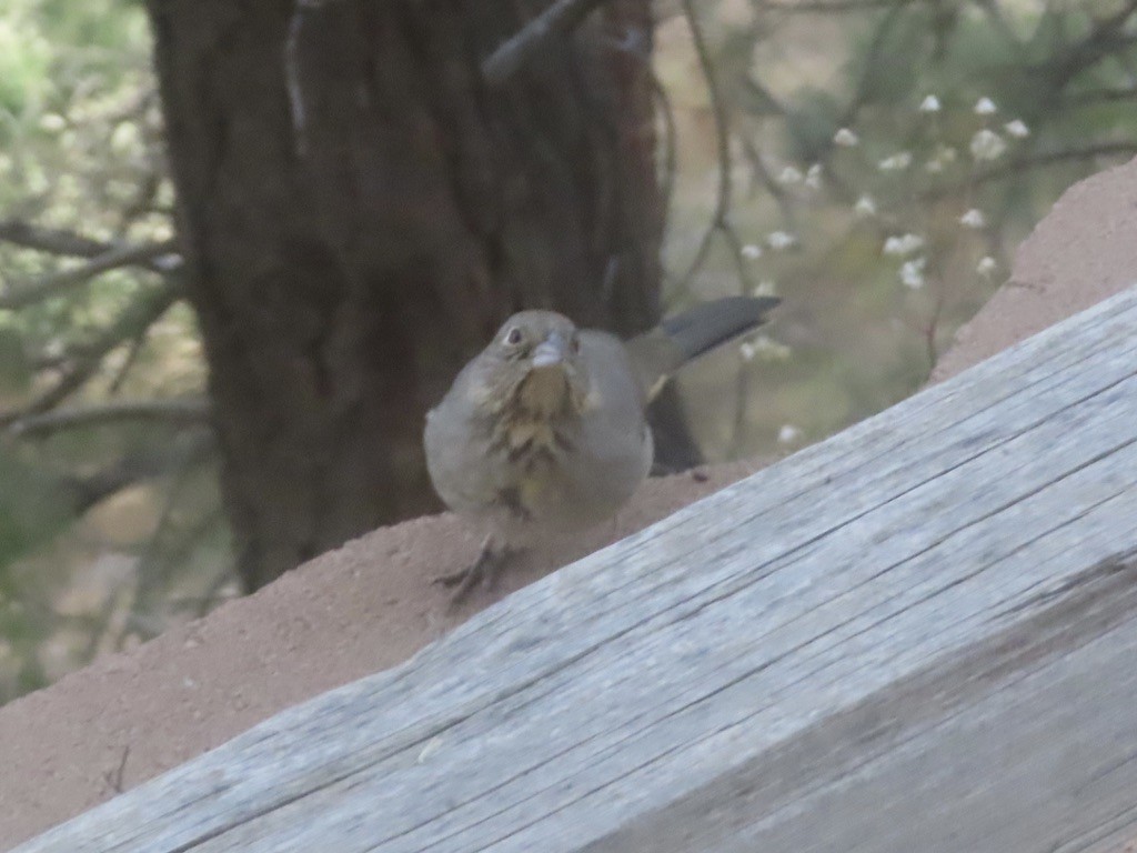 Braunrücken-Grundammer - ML644520557