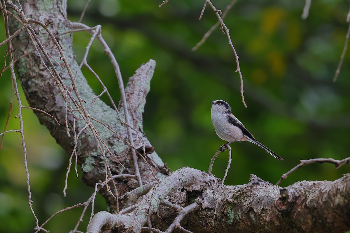 Schwanzmeise - ML644520558