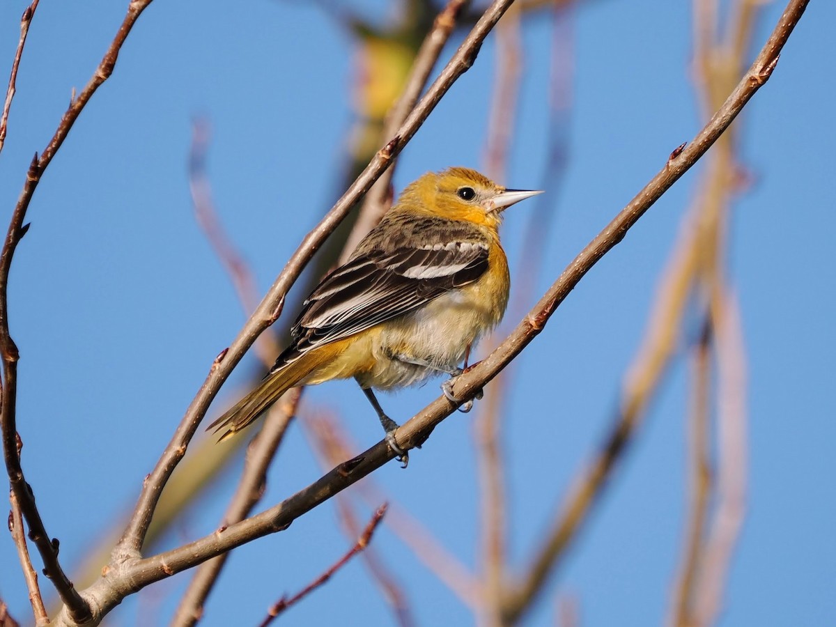 Baltimoretrupial - ML644520560