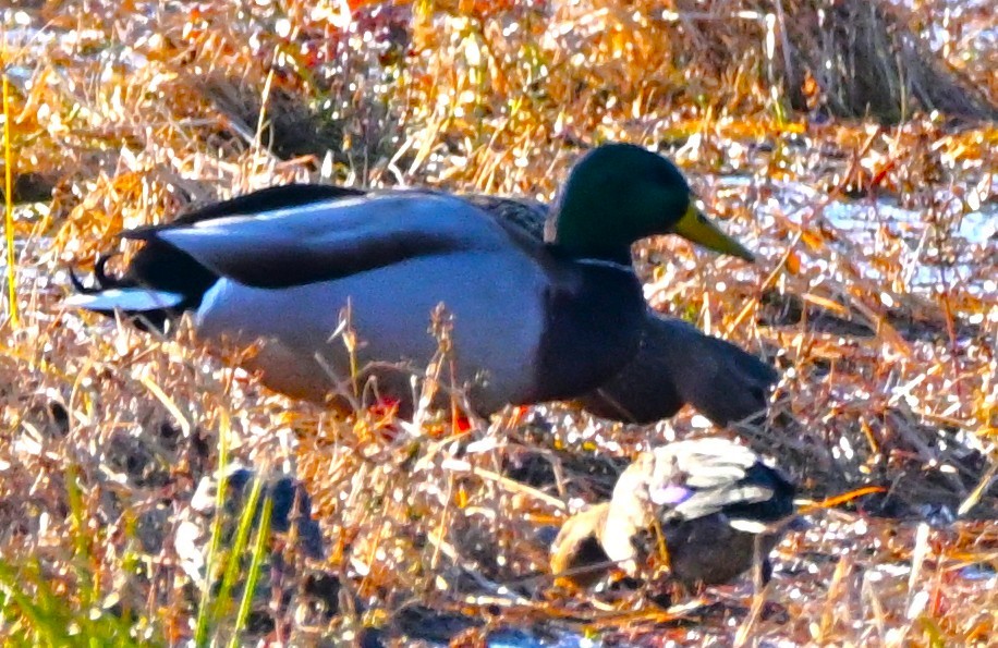 Krickente - ML644520561