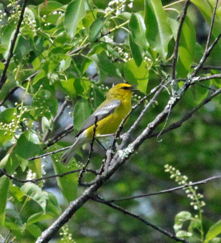 Blauflügel-Waldsänger - ML644520562