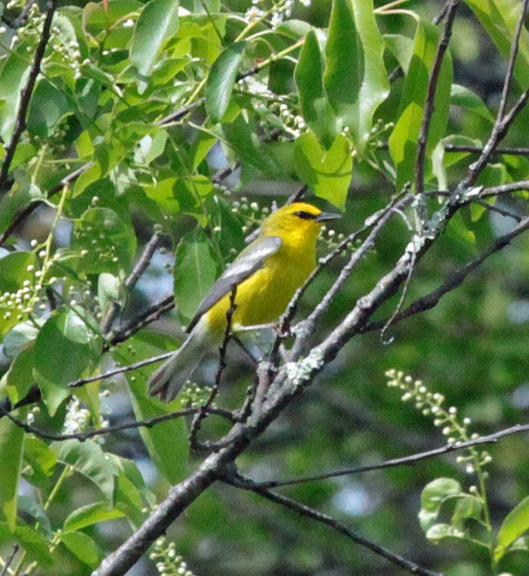 Blauflügel-Waldsänger - ML644520564