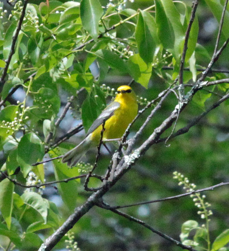 Blauflügel-Waldsänger - ML644520565