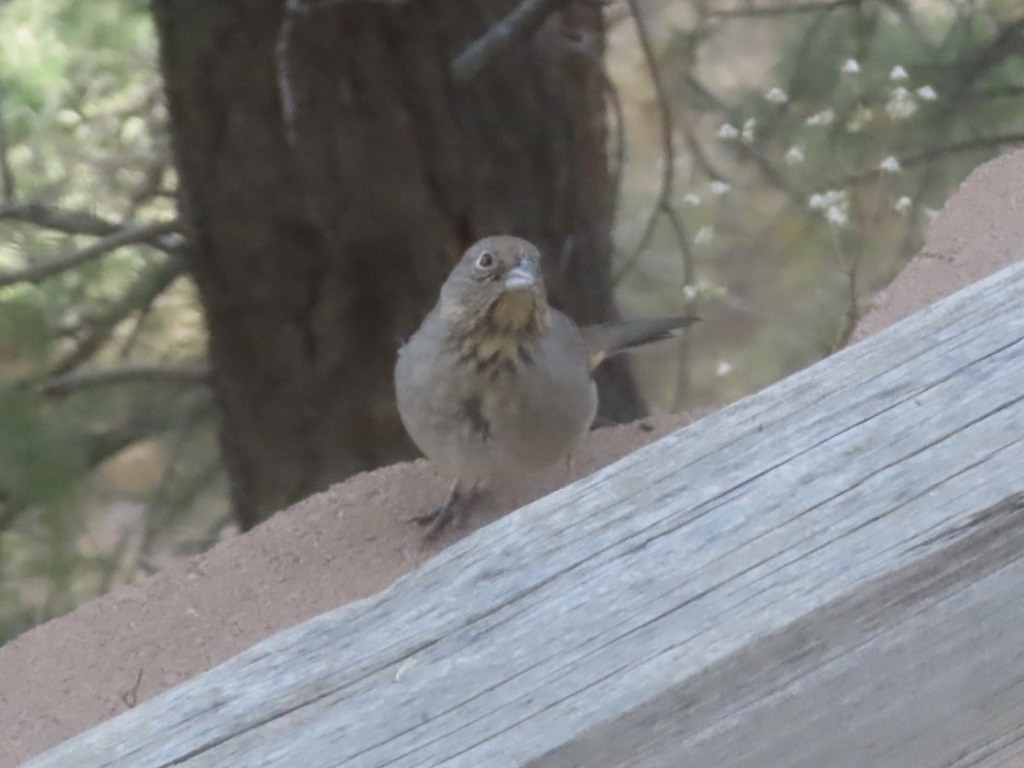 Braunrücken-Grundammer - ML644520566