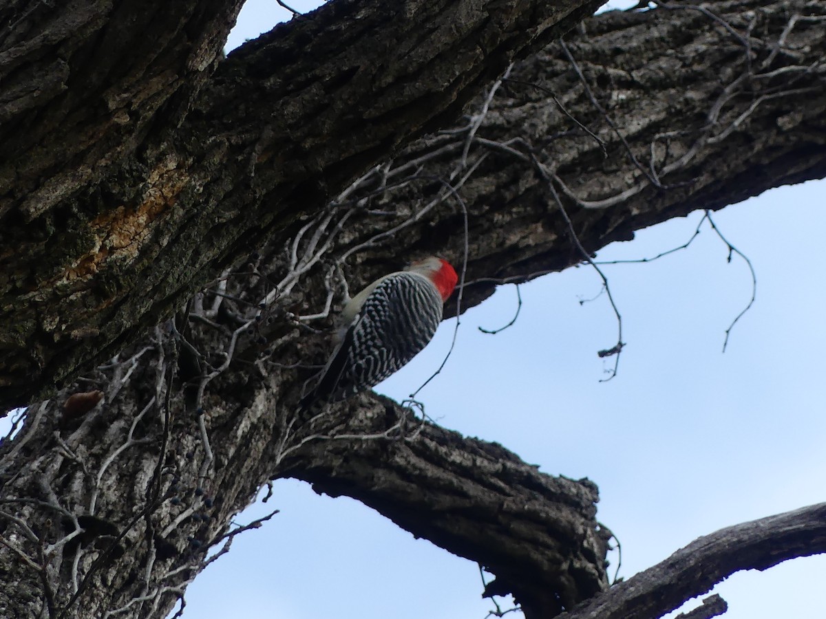 Carolinaspecht - ML644520573