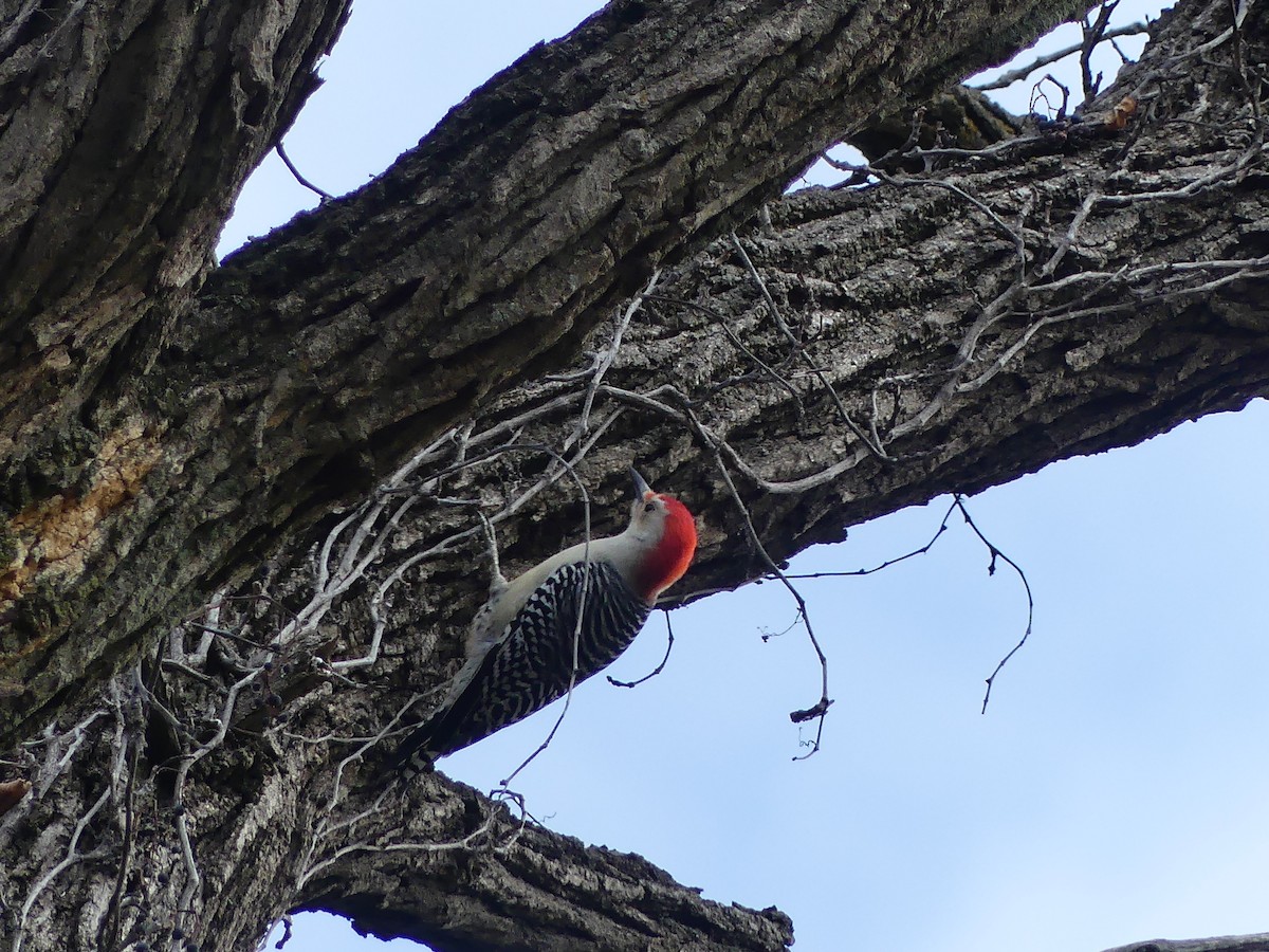 Carolinaspecht - ML644520574