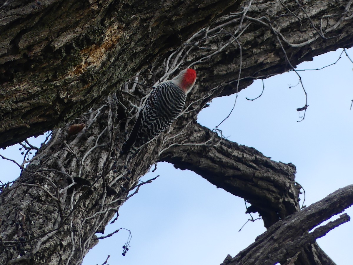 Carolinaspecht - ML644520575