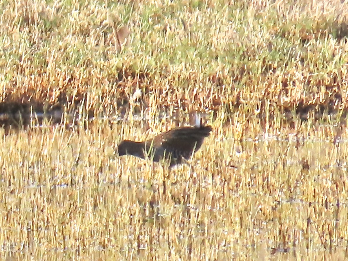 Flusssumpfhuhn - ML644520576