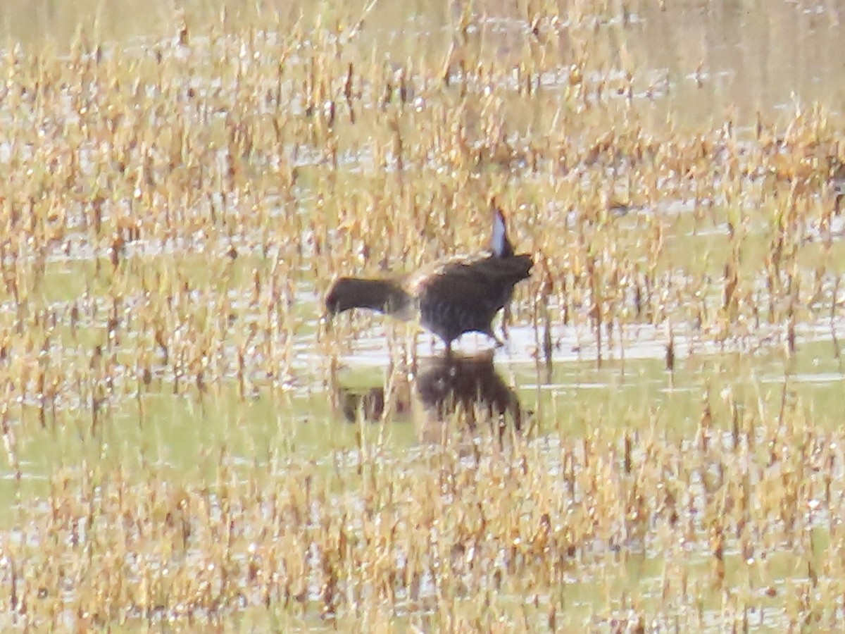 Flusssumpfhuhn - ML644520577