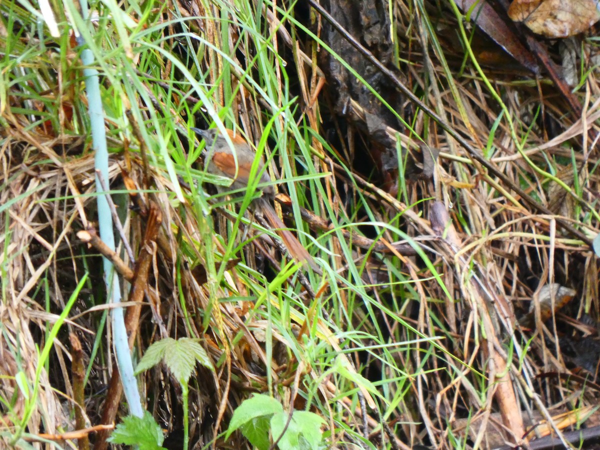 Azaradickichtschlüpfer - ML644520579