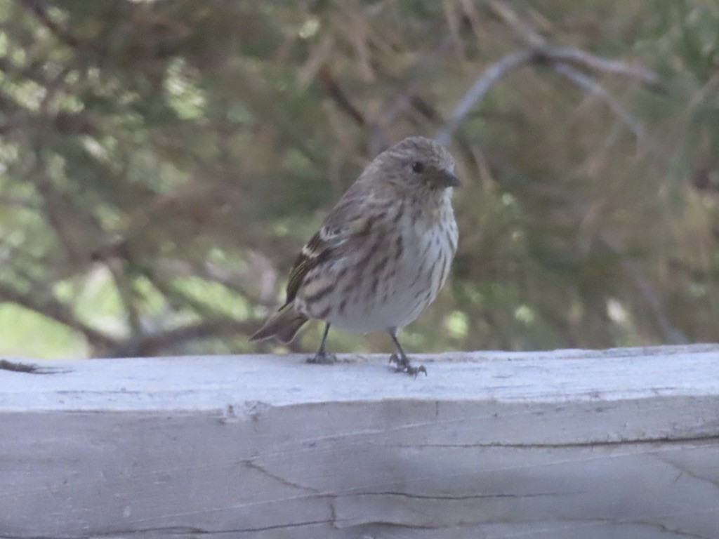 Fichtenzeisig - ML644520581