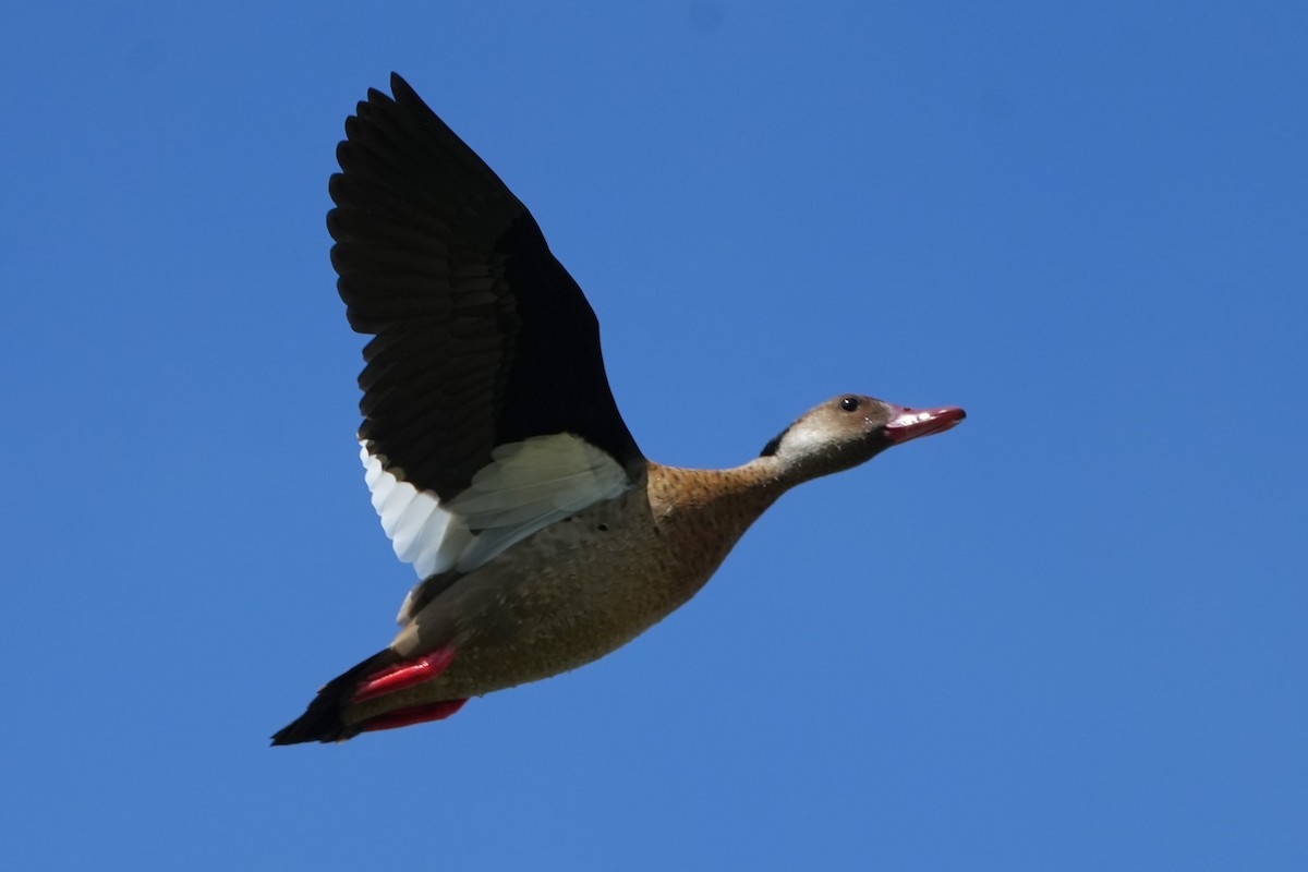 Amazonasente - ML644520582