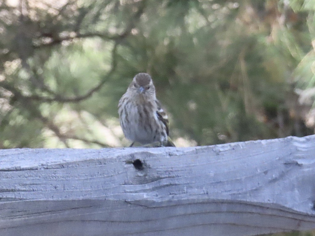 Fichtenzeisig - ML644520583