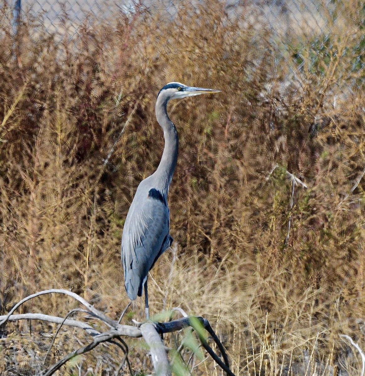 Great Blue Heron - ML644520585