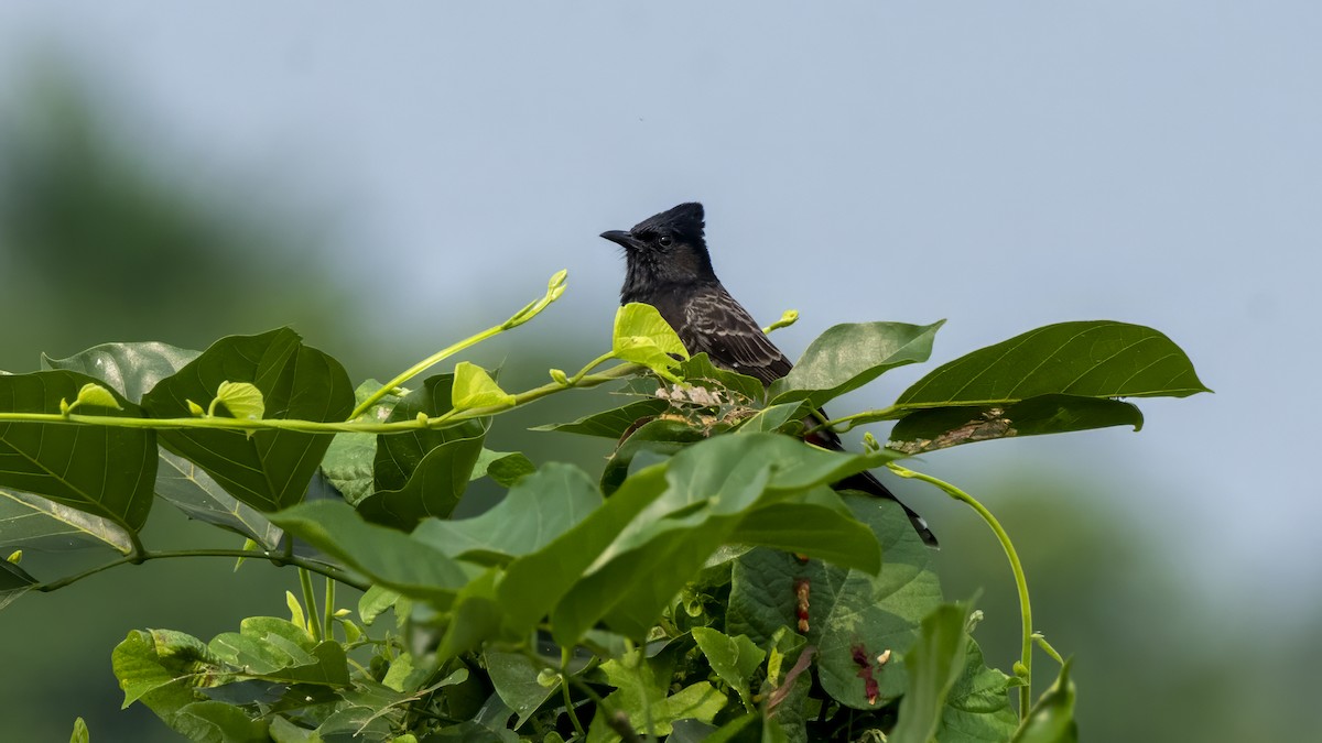 Red-vented Bulbul - ML644520586