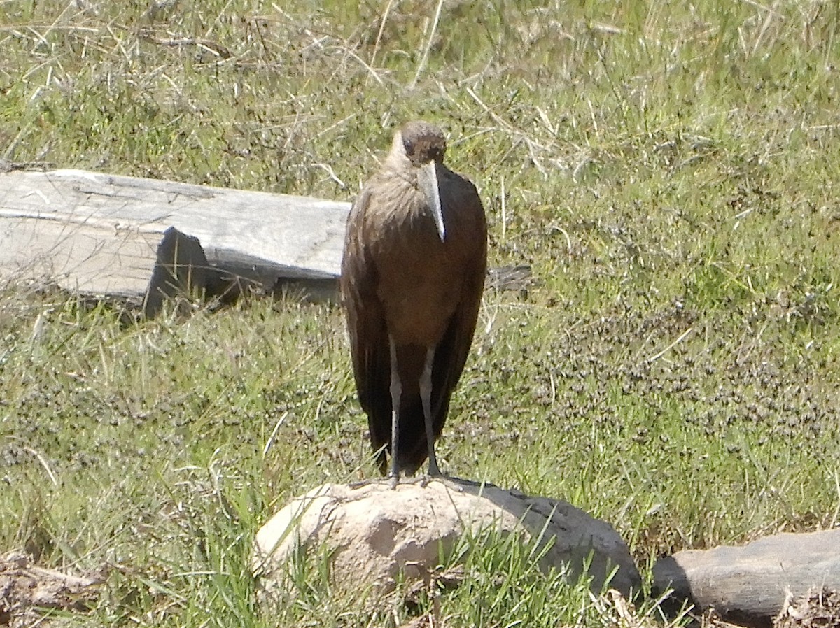 Молотоглав - ML644520600