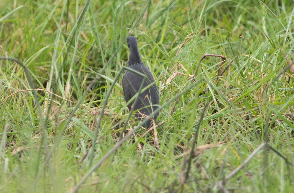 Rufous-bellied Heron - ML644520604