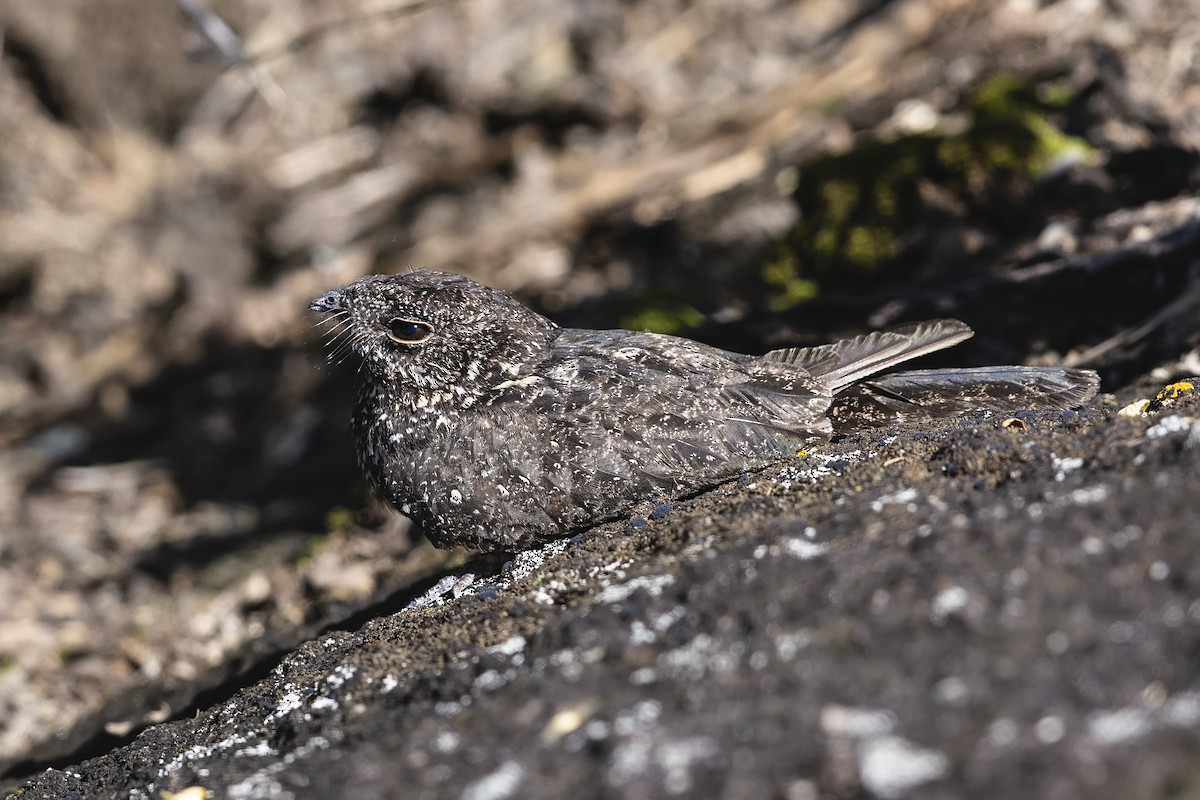 Pygmy Nightjar - ML644520605
