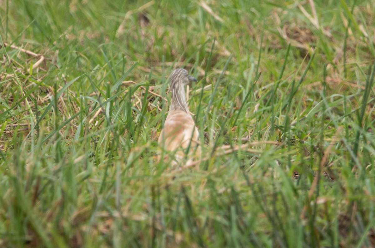 Squacco Heron - ML644520608