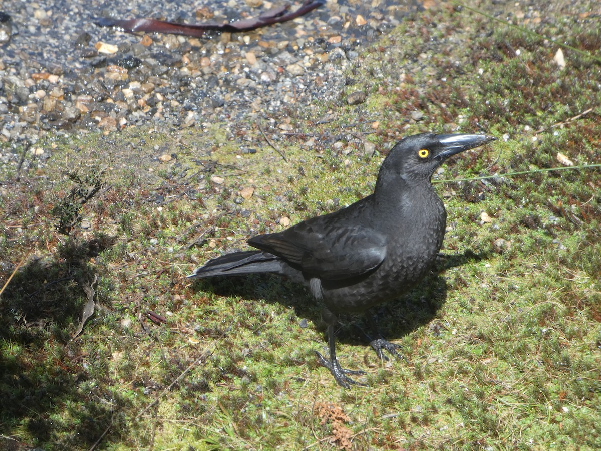 クロフエガラス - ML644520621