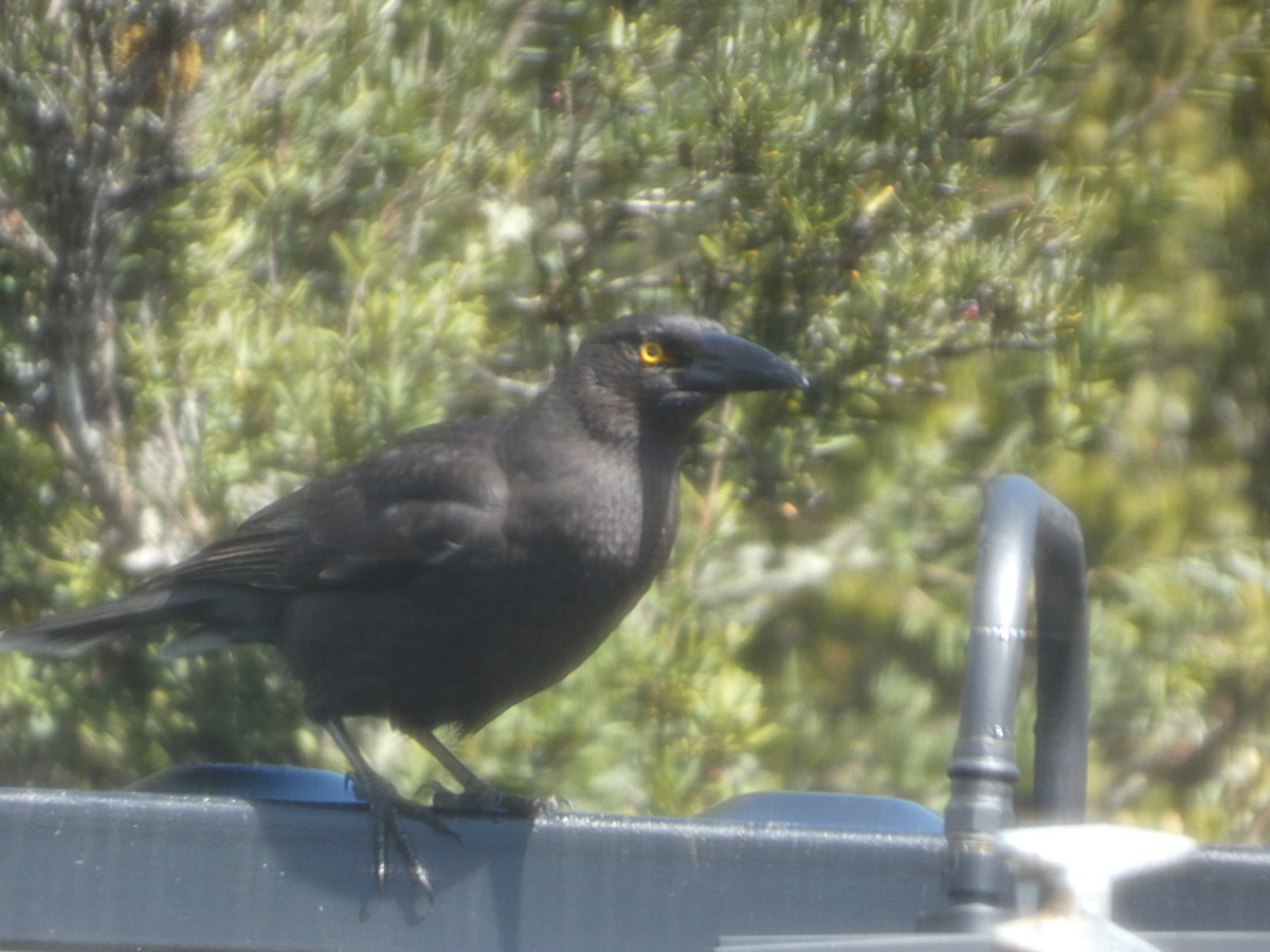 クロフエガラス - ML644520622