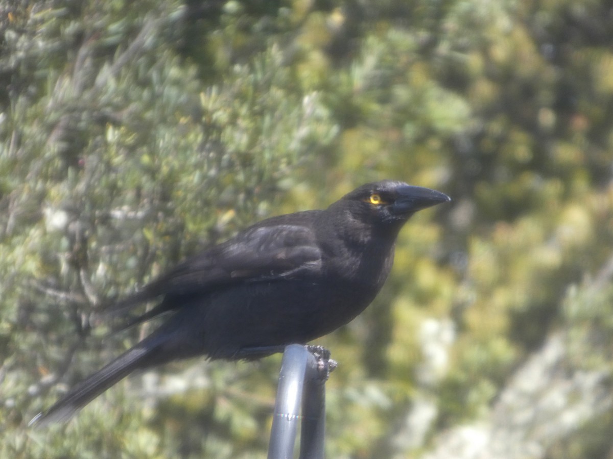 クロフエガラス - ML644520623