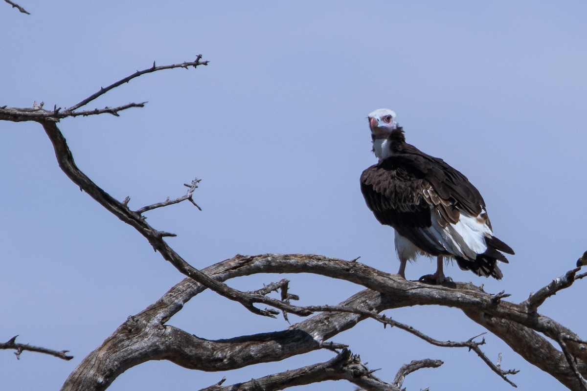 White-headed Vulture - ML644520625
