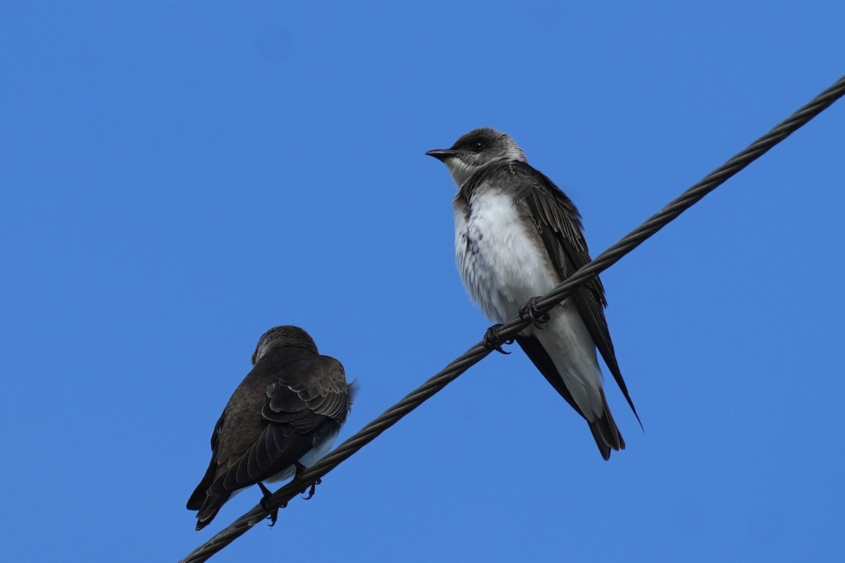 Brown-chested Martin - ML644520627