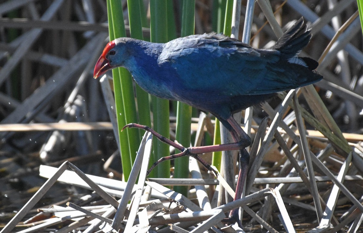 Graukopf-Purpurhuhn - ML644520628