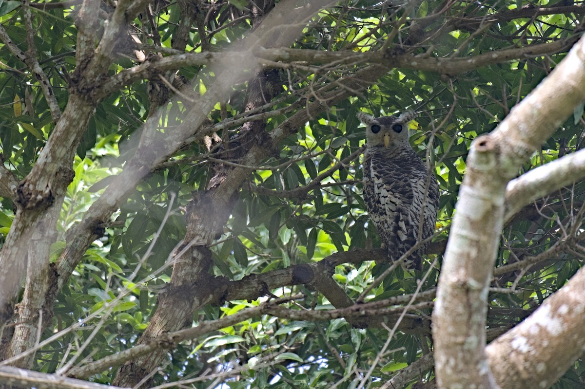 Spot-bellied Eagle-Owl - ML644520629